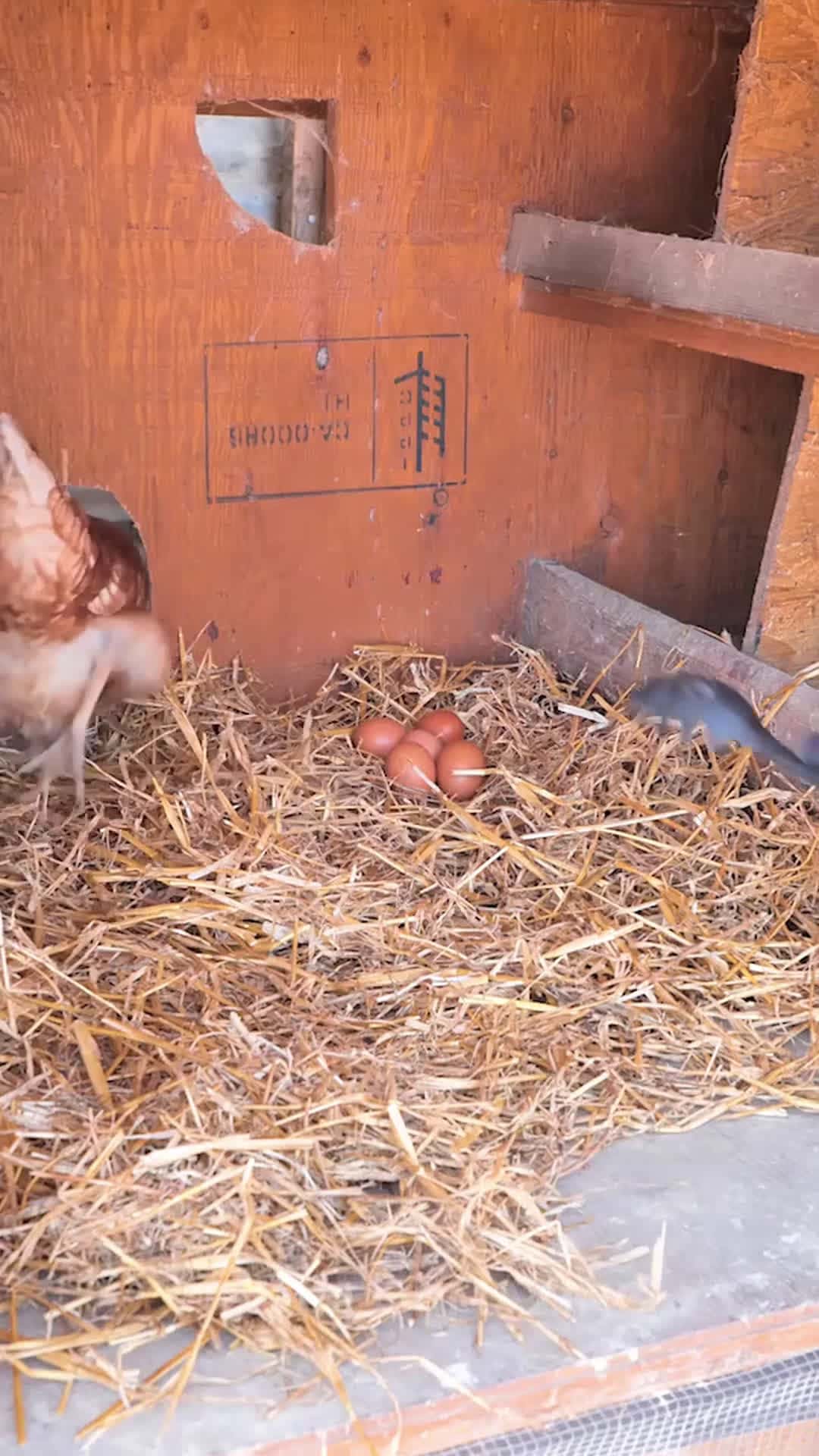 Cover for Must know tips for raising chickens successfully and easily on your farm