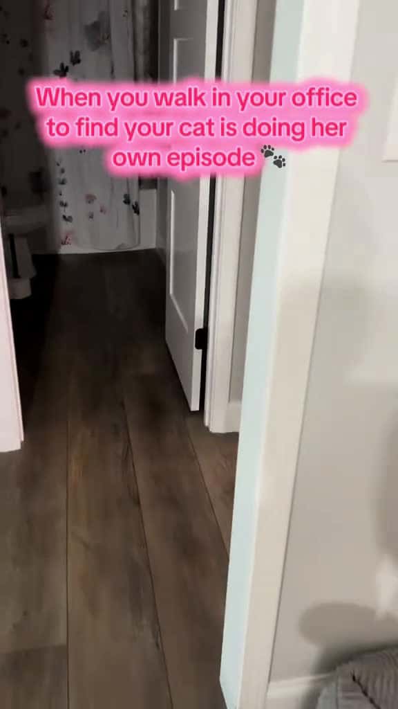 Cover for When you walki in on your day doing her own podcast episode 😂 #cats #animals #catlover #truecrime #podcast  created by Steph’s Case Files with jules’s original sound