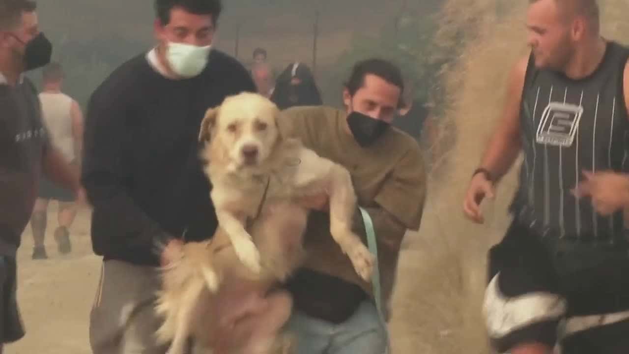 Cover for Animals carried to safety as wildfires sweep Greece