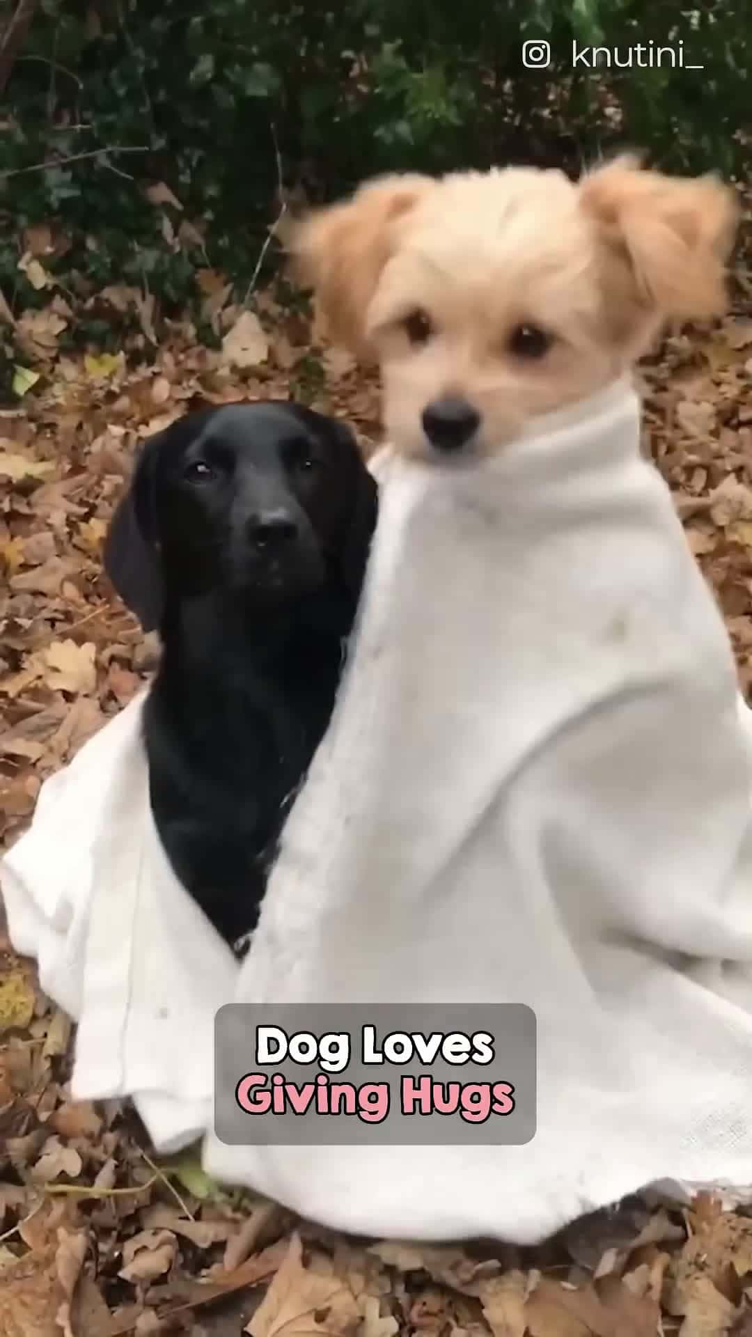 Cover for This pup just loves giving out hugs!❤️