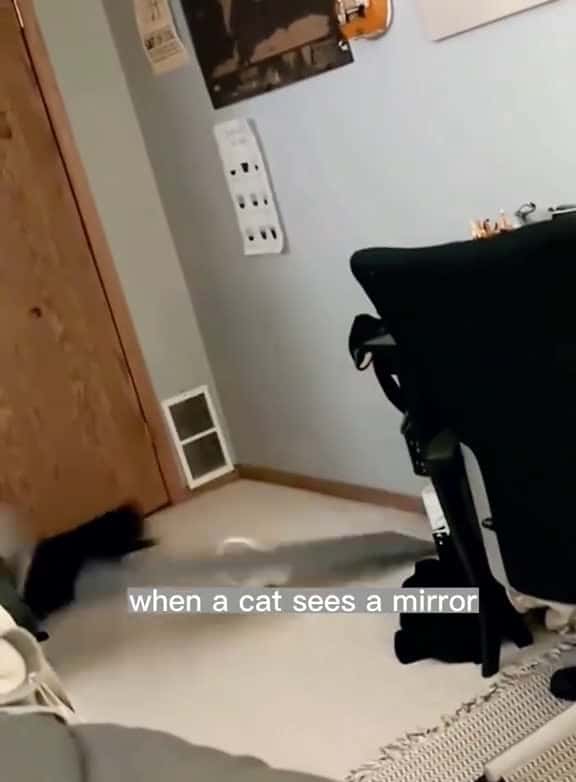 Cover for The cat was frightened by the mirrors tiktok fpy foryou cat Funny fyp catsoftiktok voiceov 26591 #us