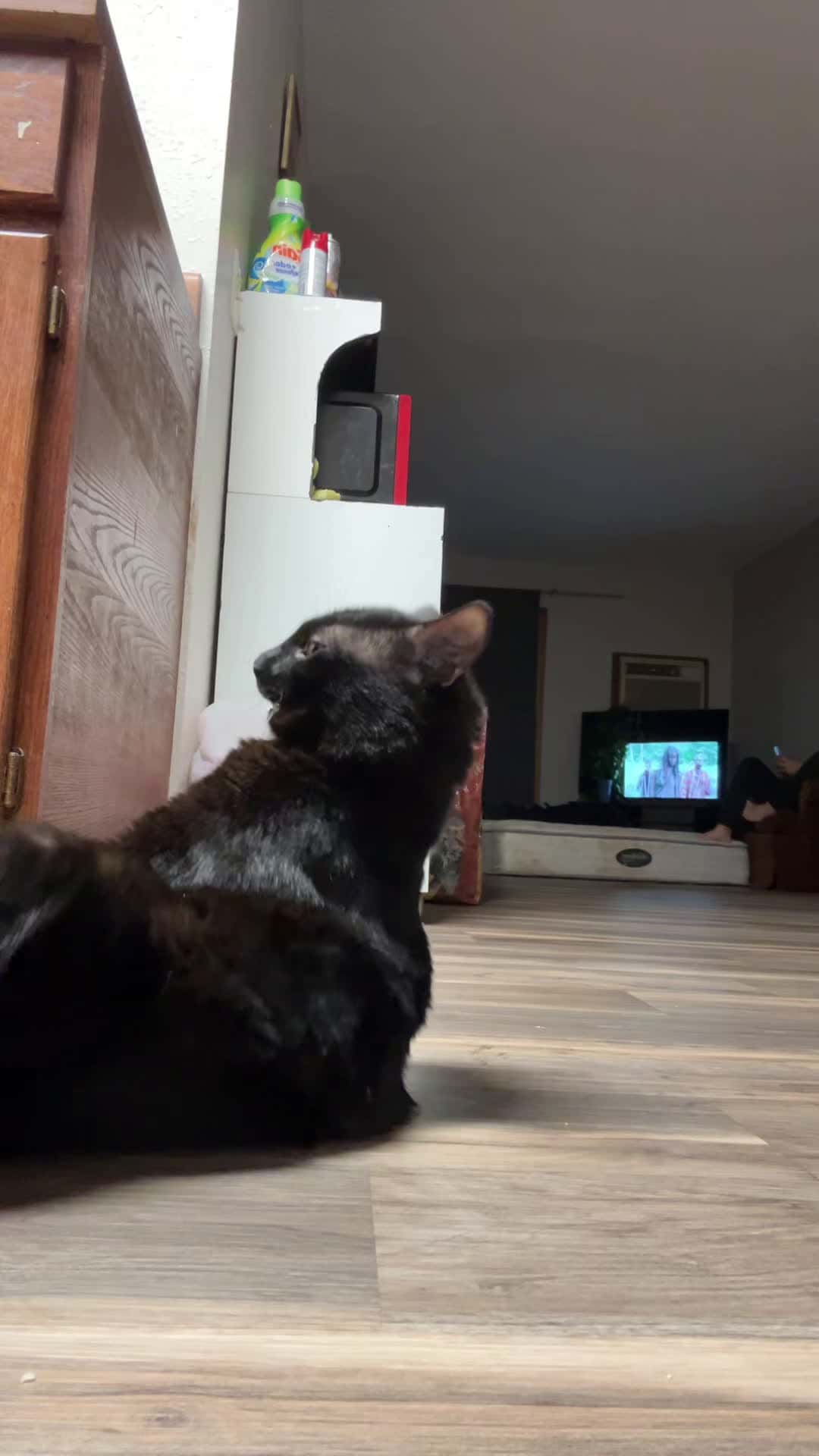 Cover for My daughter doing this trend on the cats 🐈 lol funny 😄