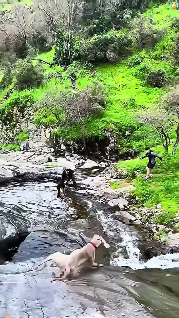Cover for The Great Lakeside Tumble 😂#usa🇺🇸 #usa_tiktok #happy #happyathome #happy #happyathome #funnyanimals #doglover #couple #foryourpage  created by Funny viralvms with Funny viralvms’s original sound