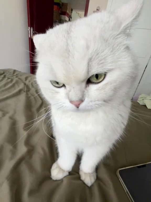 Cover for Praise it for its cuteness and show it to me. cat fyp cute funny catsoftiktok fun 72234 #american