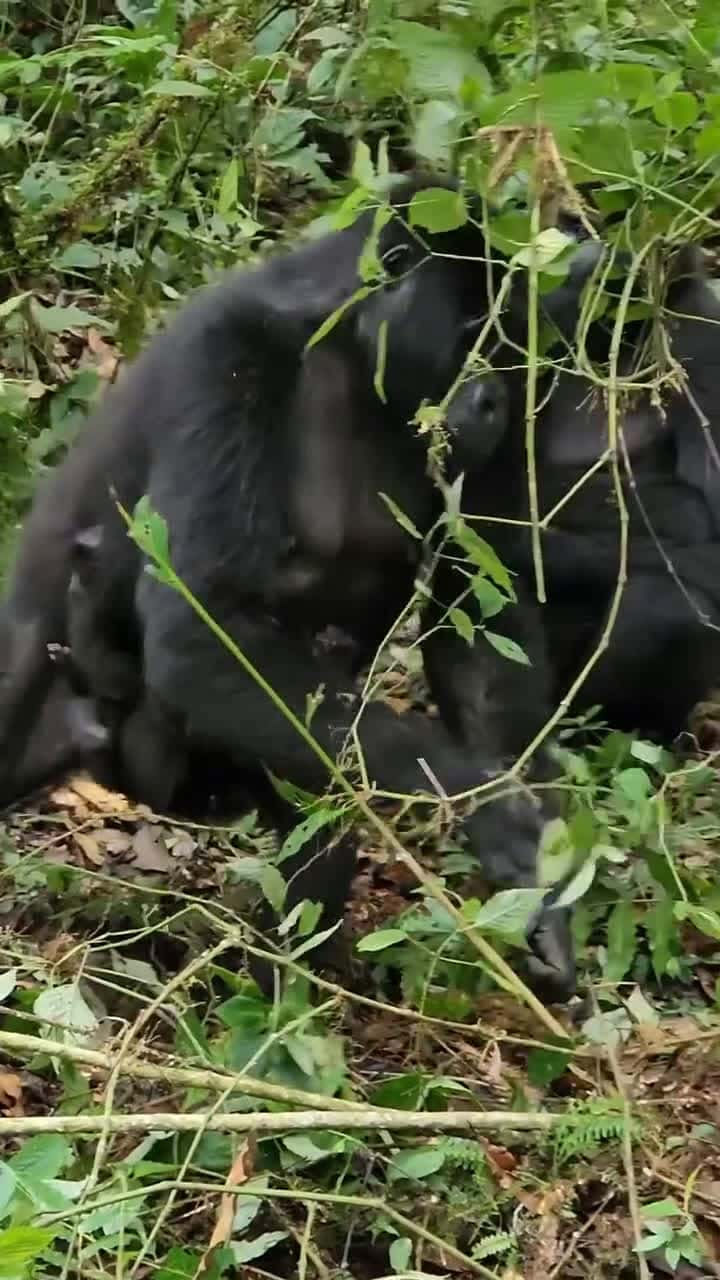 Cover for Gorilla Trekking is done in Uganda Rwanda and DR Congo which host the four national parks that are home the only remaining mountain gorillas These include Bwindi Impenetrable3
