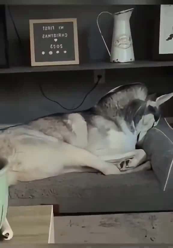 Cover for Dogs' reactions to baby cries… #UnpopularOpinion