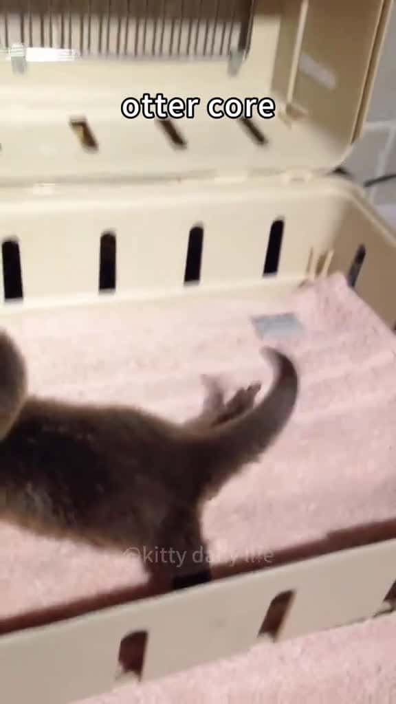 Cover for Cute behaviour of otters funny otters ottersoftiktok cute otterlover happy babyotter 98206 #shortvideosscoopz