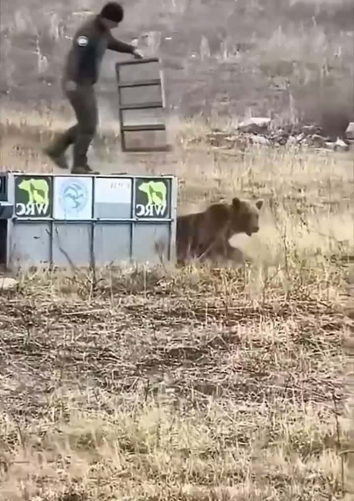 Cover for Live action 🐻 #bear #wildlife