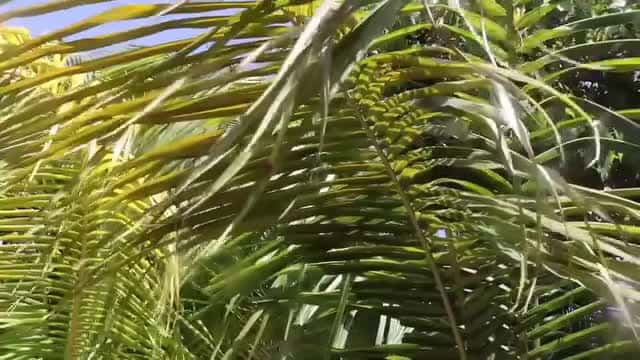 Cover for /storage/emulated/0/Download/MORNING ROUTINE Oil Pulling Yoga