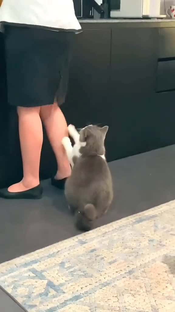 Cover for cat cute catvideo cutcat funny pet funnyvideo kitty foryou  kefetbeninekar 21206 #america