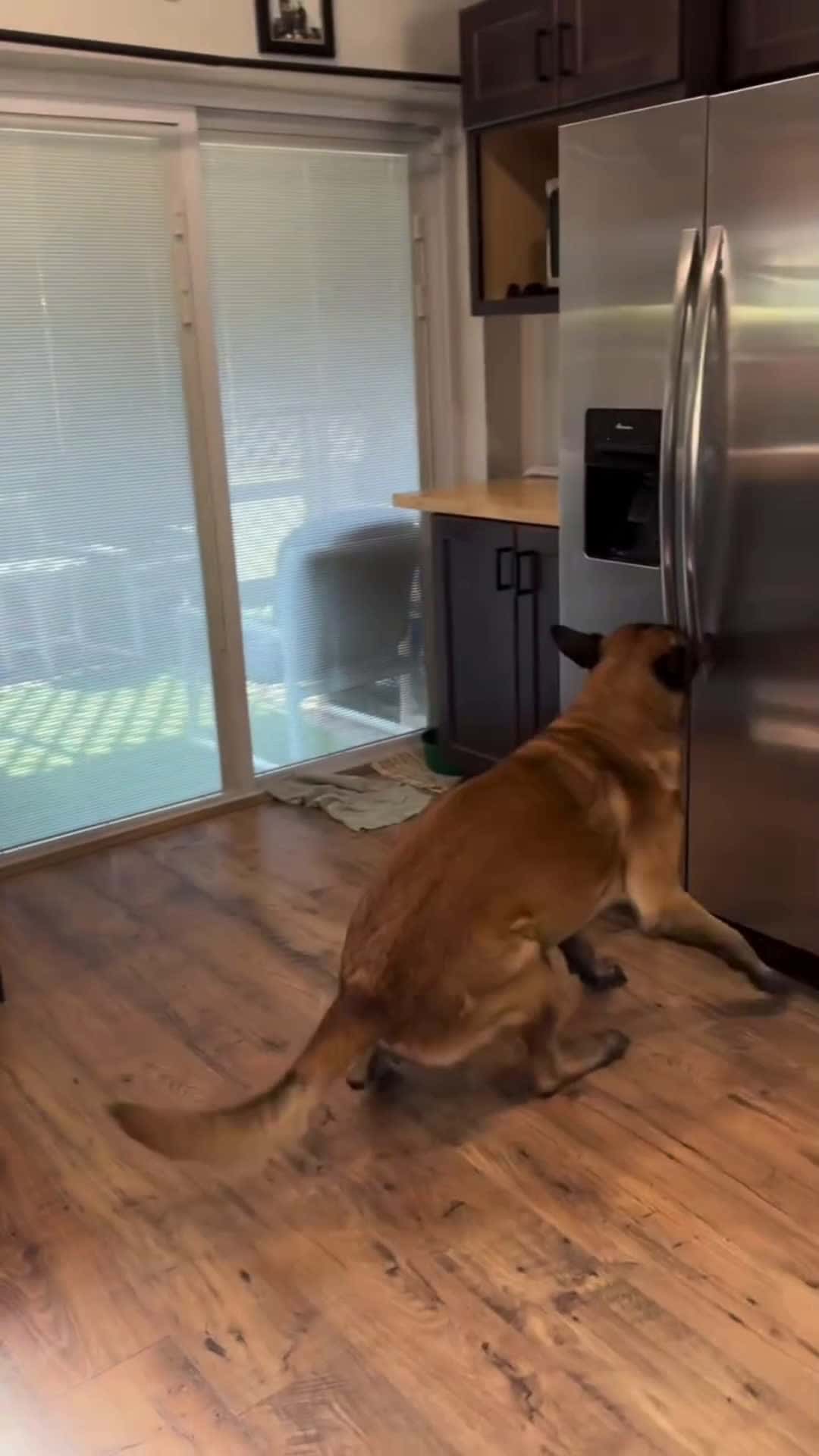 Cover for #CaughtOnCamera what did the cat do #animals #dog #fyp #foryou #trending   