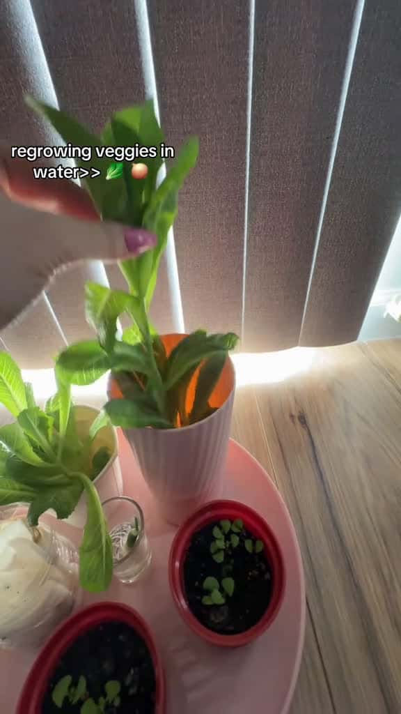 Cover for regrowing lettuce and green onion in water THE LETTUCE IS SPROUTING CAN T WAIT TO PLANT OT 31531 #followMe