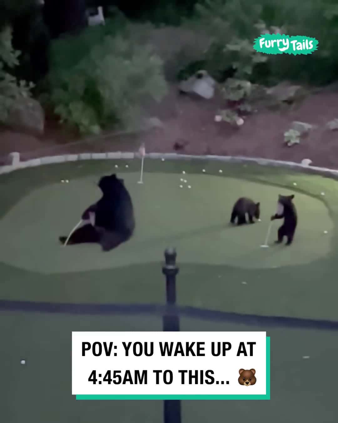 Cover for Bear family visits putting green ⛳️