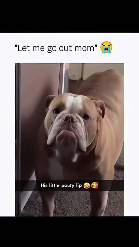 Cover for Funny and cute dogs compilation funnydog funnypet cutedog dogsoftiktok doglover dog 62614 #american