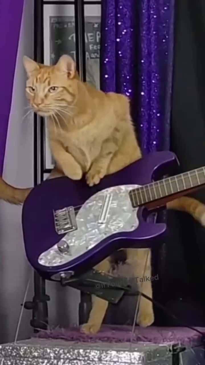 Cover for Daily dose of Cat Scoopz; tribute to Ozzy