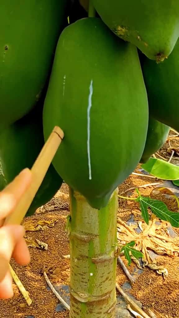 Cover for OMG !! Papaya #Papaya #fruit #fyp #fyp #fy #funny