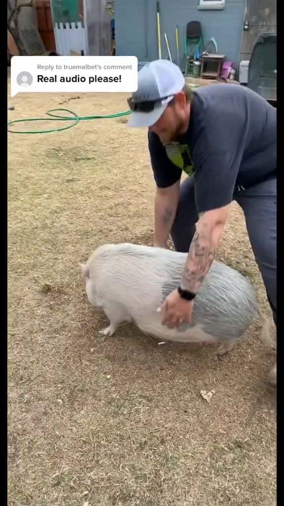 Cover for Replying to @truemalbet rip your ears 😂 #fyp #pigsoftiktok #foryou #pig