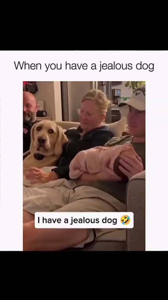 Cover for #turixfails #turixpets #turixlaughs #turixanimals #turixmoments #turixlol #turixreels #funnypets #funnydogs #petfails #dogfails #derpydogs #dogmemes #petmemes #zoomies #doggofails #pupperlaughs #hilariouspets #petcomedy 
