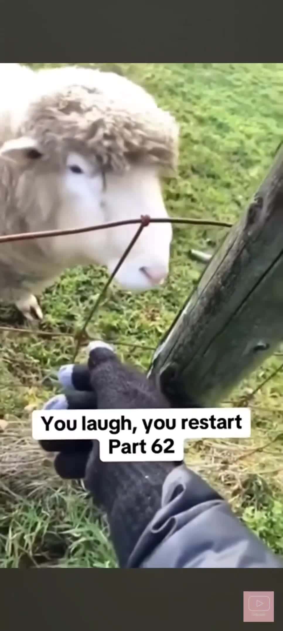 Cover for #Funny animals