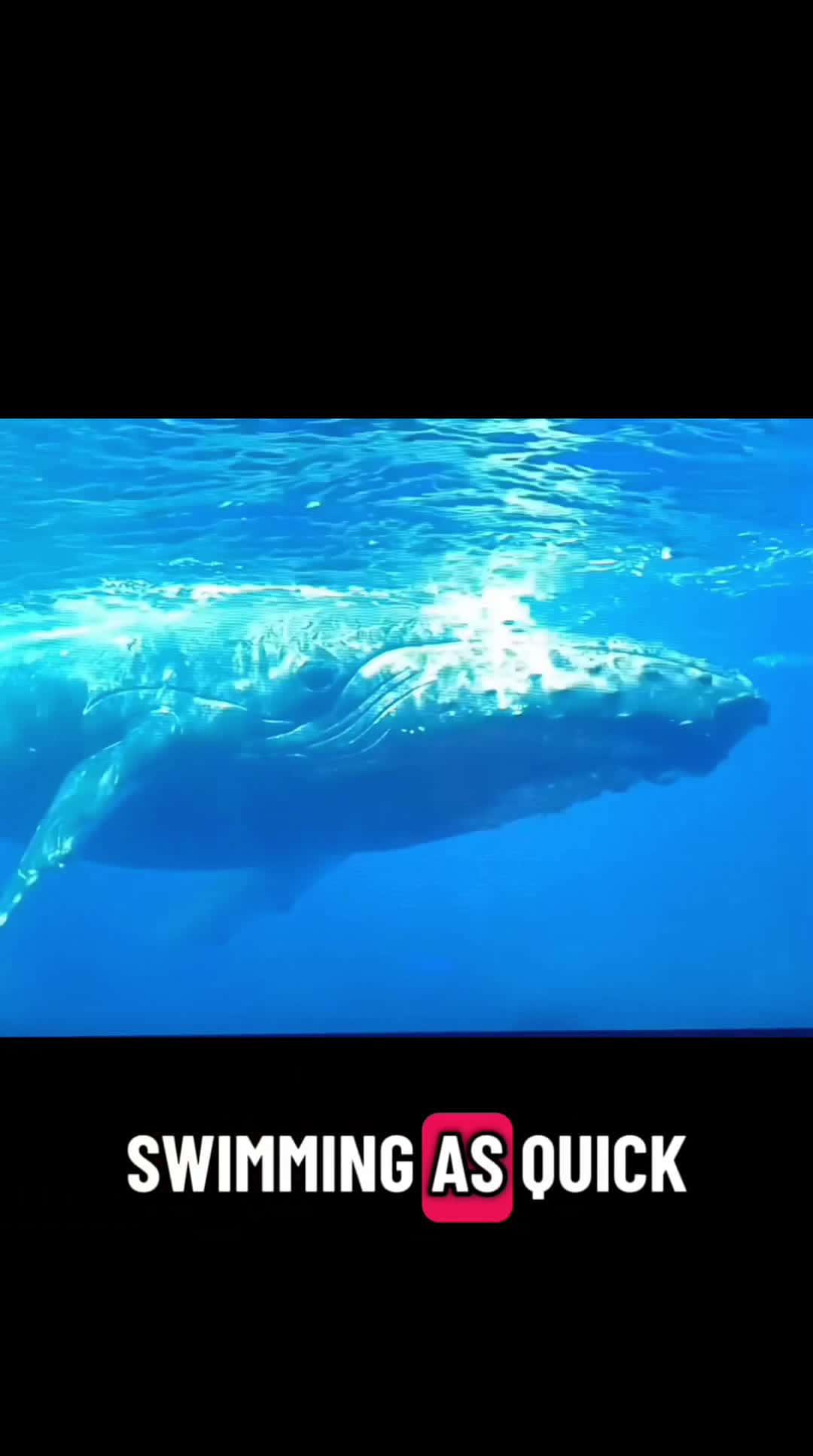 Cover for #voiceover#funny#hilarious #whales