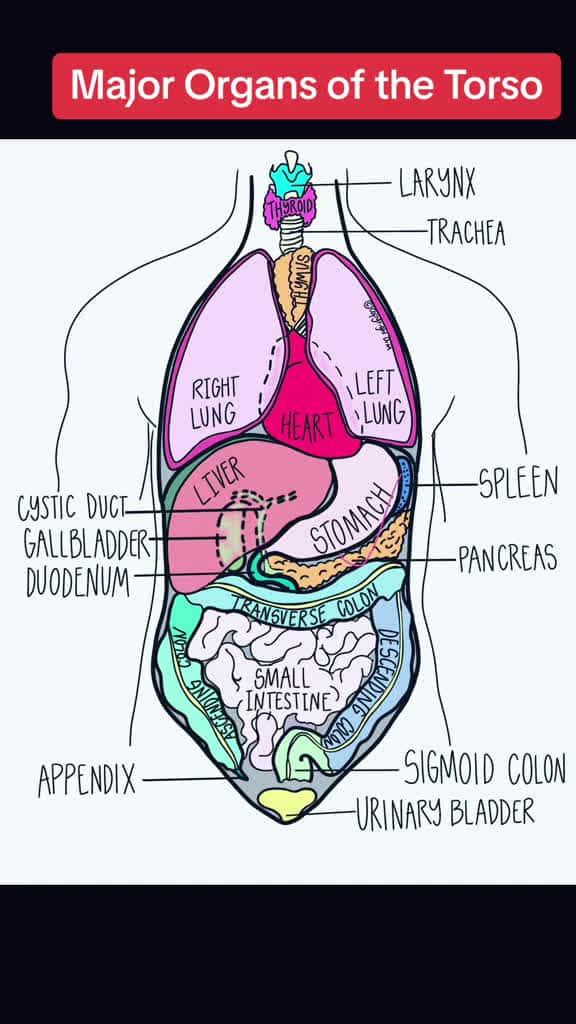 Cover for Major Organs of the Torso #anatomy #anatomyclass #anatomylesson #anatomyandphysiology #anatomyteacher #humanorgans #study #studytok #studywithme #nurse #nursingstudent #nursingschool #medicalstudent #medicalstudent #medicaltiktok