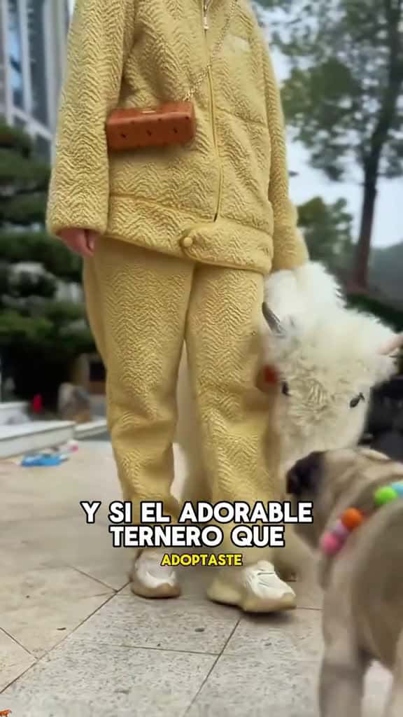 Cover for A woman had a white mini cow and it turned out ... #animals #Foryou #Friendship #Us #fyp #cow created by Animal Planet with Animal Planet’s original sound