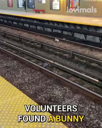 Cover for Bunny Rescued From The Tracks