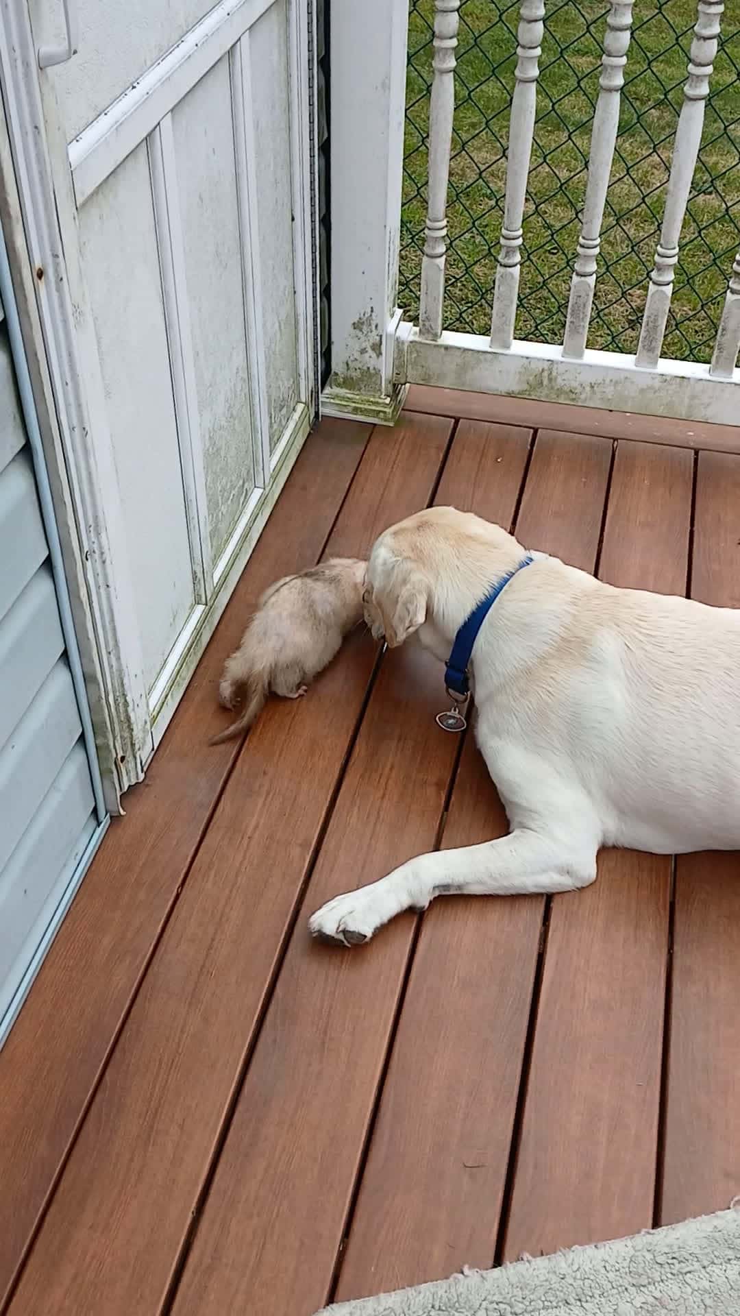 Cover for he got the puppy 