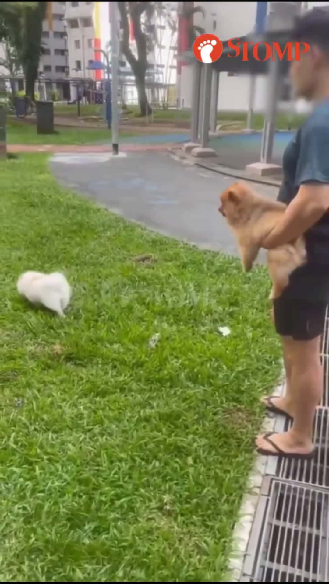 Cover for Owner lets dogs roam unleashed, confronts resident who calls him out. 