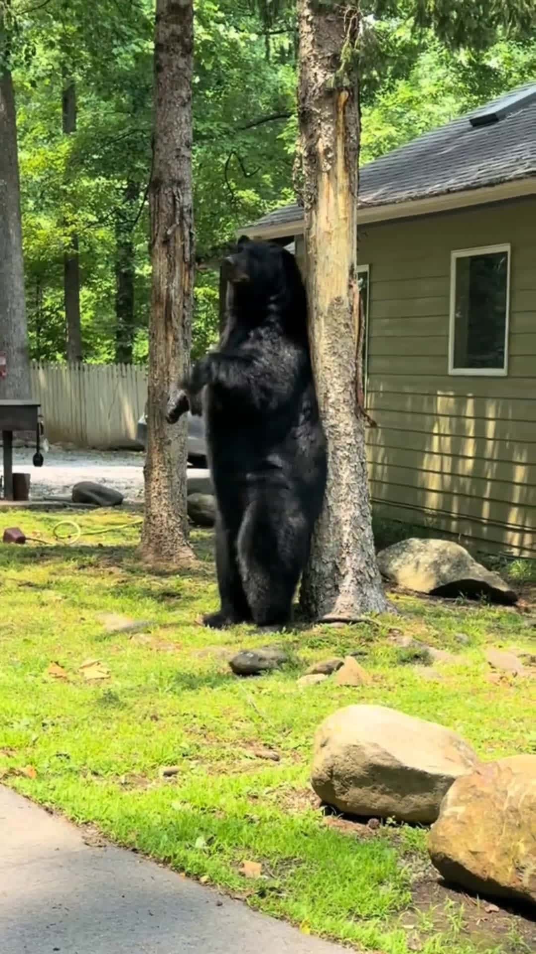 Cover for this bears milkshake brings all the bears to the yard #milkshake #yard #animals 