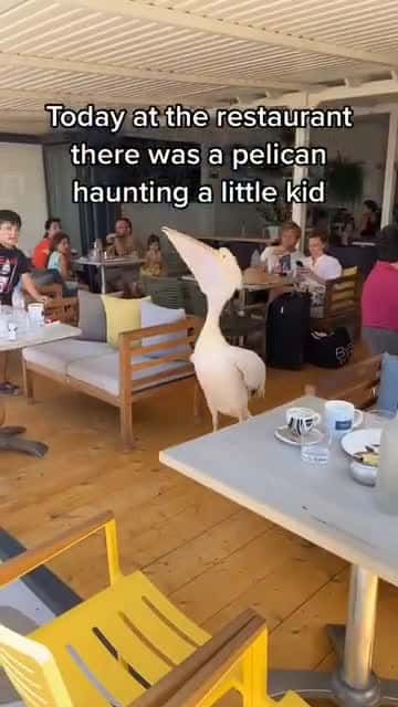 Cover for The father was just recording this moment all the time😂