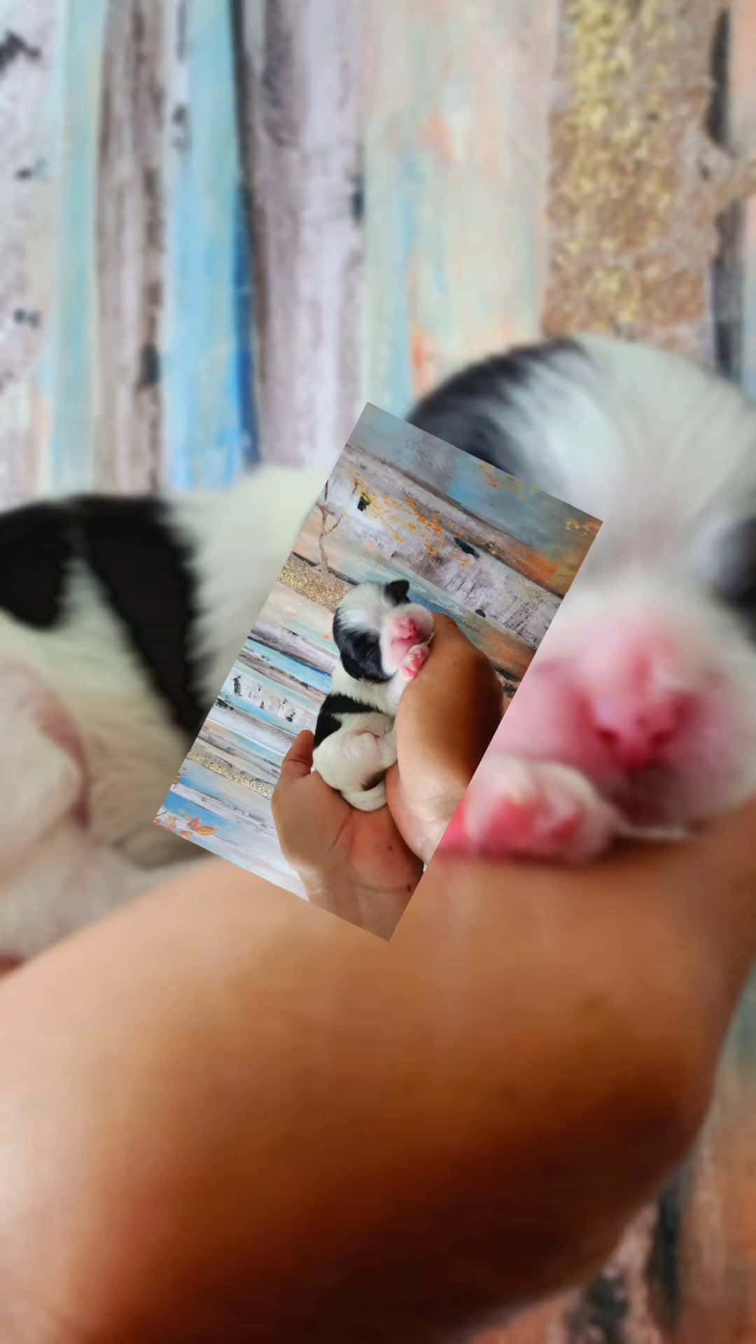 Cover for 1 week old  #shitzu  #puppy  #puppylove 