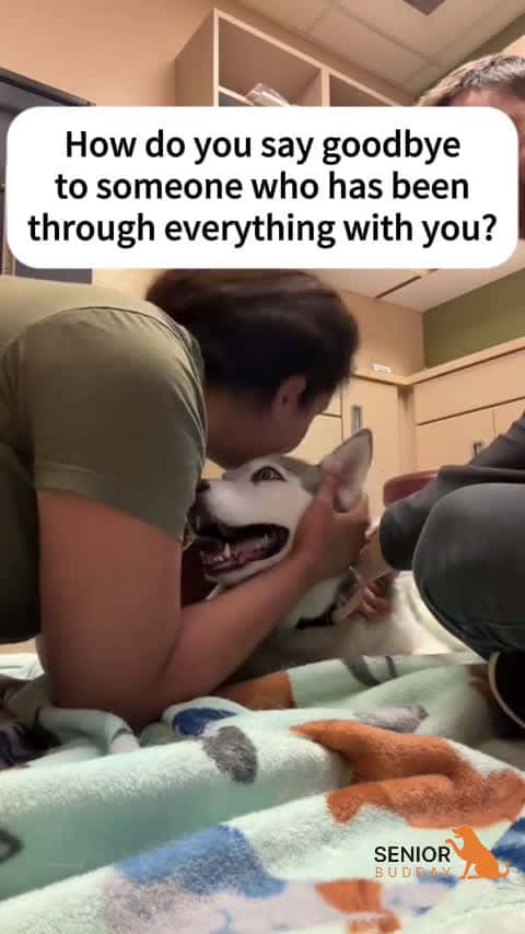 Cover for Heartfelt Goodbye to a Cherished Senior Dog