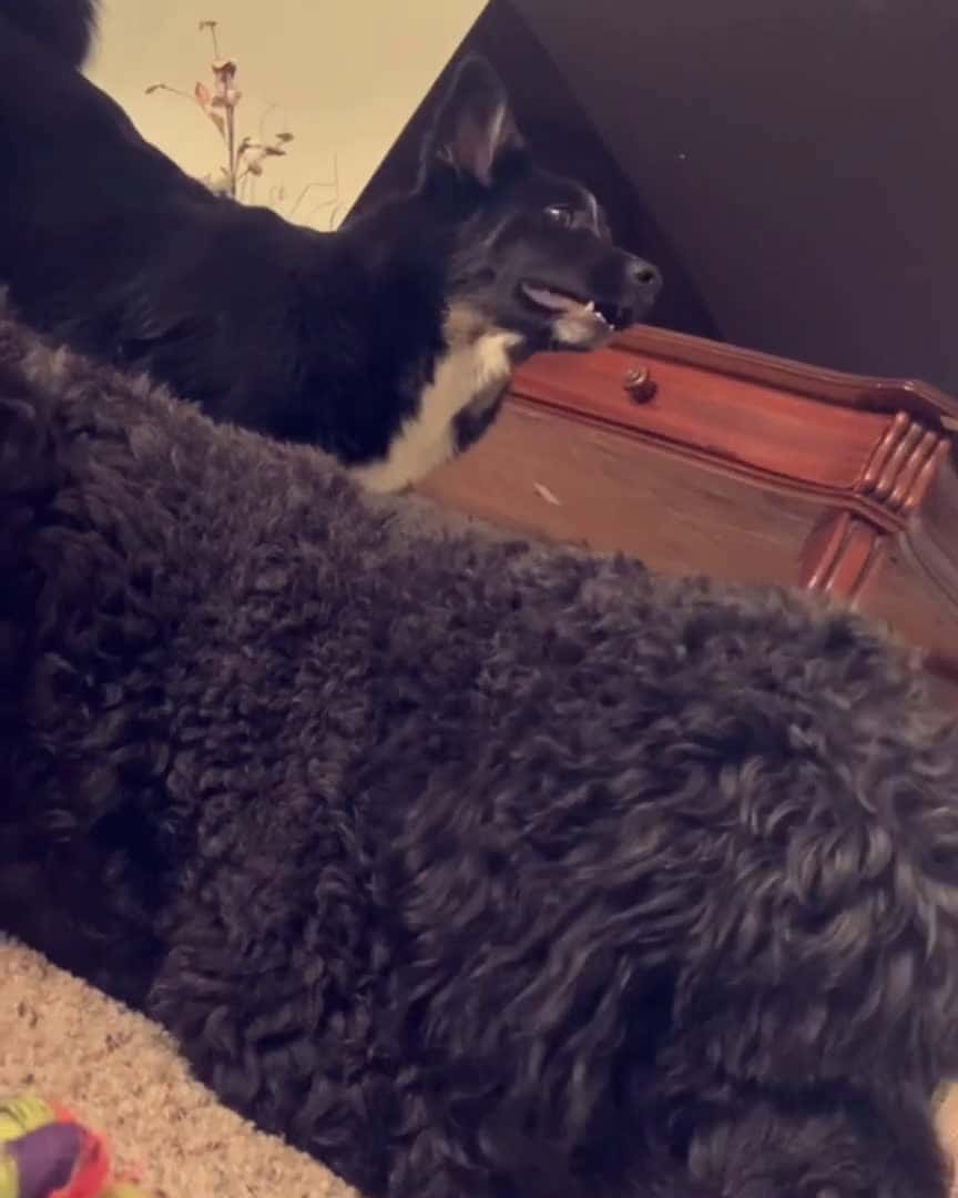 Cover for Dog really wants the bone the other dog has