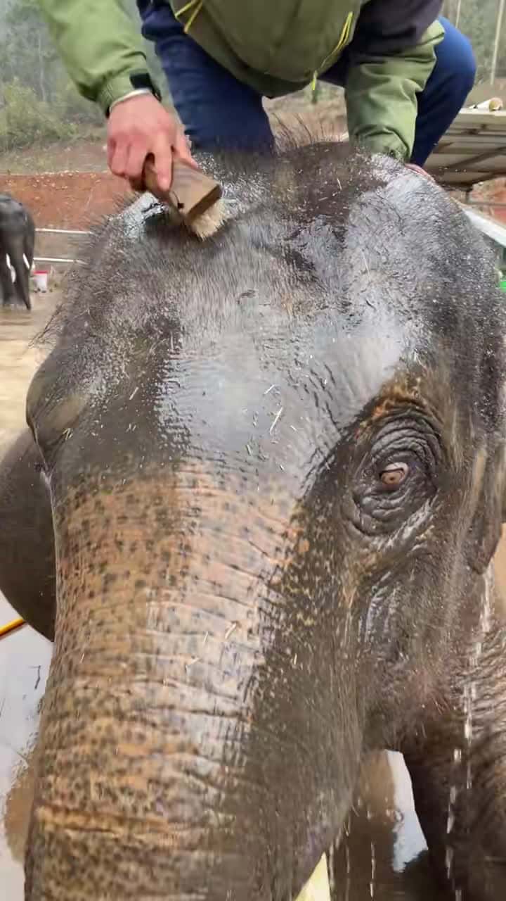 Cover for Bathe the elephant #foryou #pets #animals #elephant #cute #lovely #beautiful #viral #zoo #foryoupage #fyp