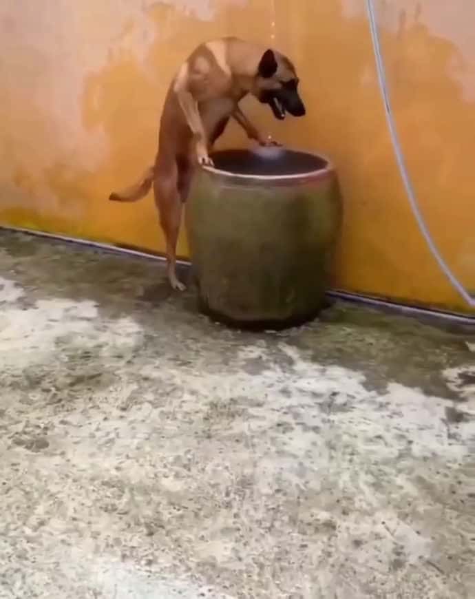 Cover for It was surprised to see and still wondering how he figure out to go to that urn. A very smart dog #dog #doglover #dogrescue #funnydog