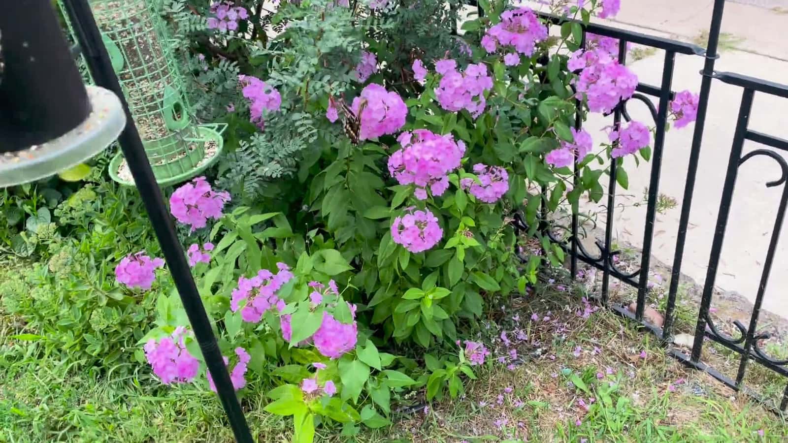 Cover for Stunning Swallowtail Butterfly spotted on vibrant phlox! 🦋 #Butterfly #NatureLovers #GardenMagic