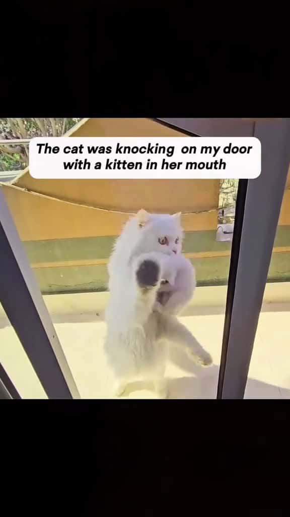 Cover for rescue fyp cute cat catsoftiktok 66158 #america