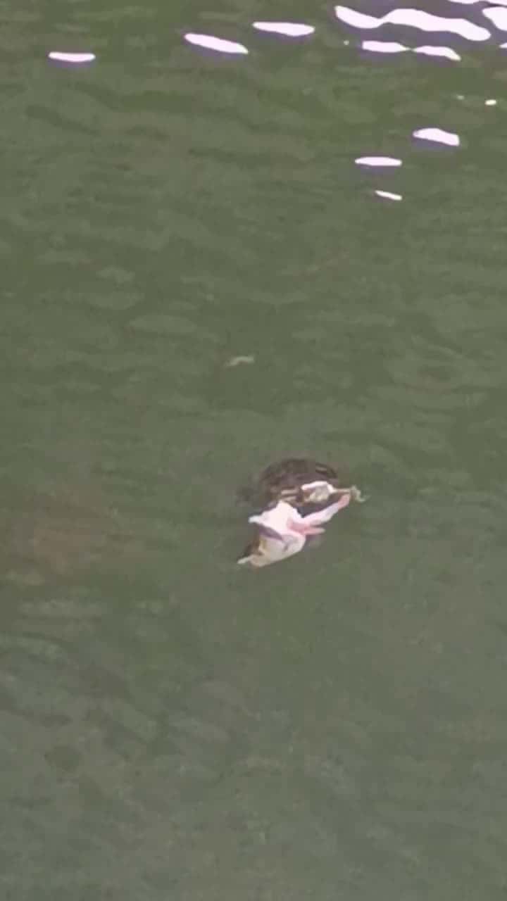 Cover for turtles in WA lake eating a fish head