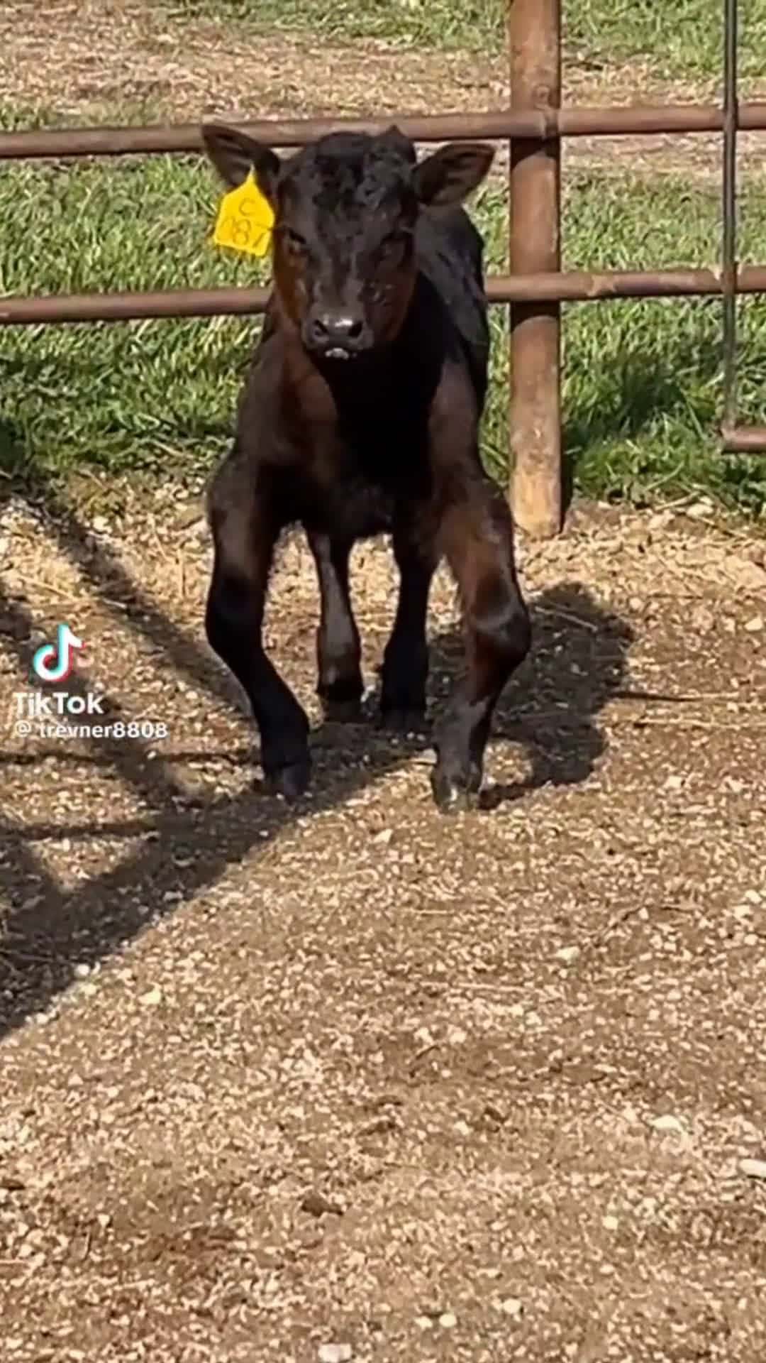 Cover for #xzybca #viral #fypシ #farm #funny #cows #fyp #nature #hefer #cool #animals #lol #pets #funnyvideos #genx