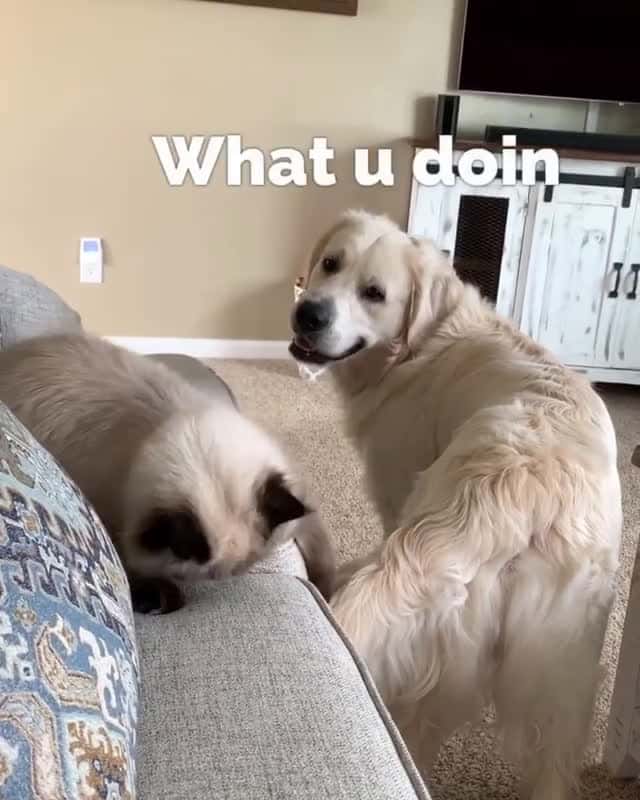 Cover for Heckin cat is way to sassy