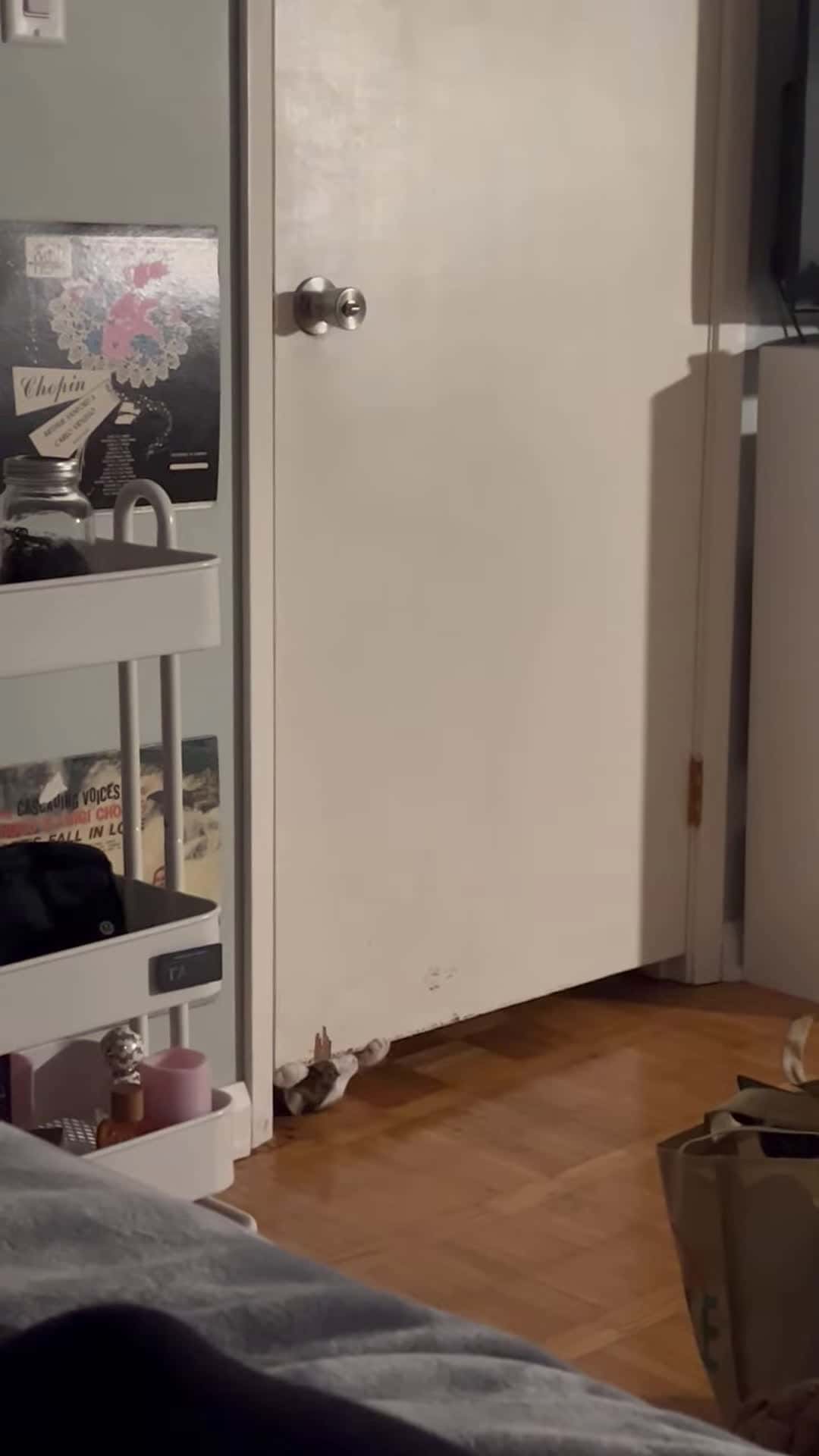 Cover for #FirstVideoChallenge Cat Squeezes Under Door to Be with Owner.
