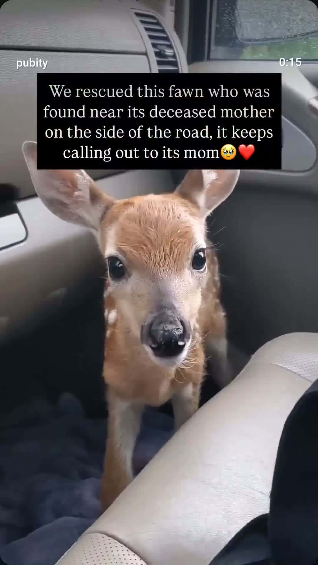 Cover for Adorable fawn and a wild visual  #fyp  #scoopz  #trending 