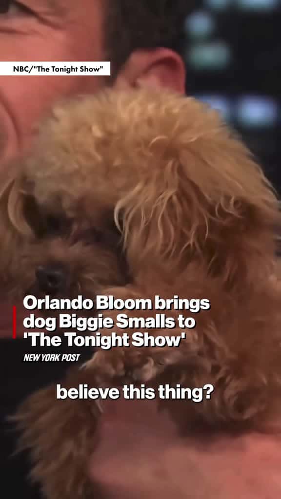 Cover for Meet Biggie Smalls Orlando Bloom is going to have to get used to sharing the spotlight wit 13230 #shortvideosscoopz