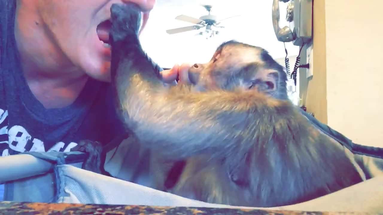 Cover for Monkeyman will share his food, but doesn’t like to 😂 #monkey #pets #foryou #funny #aww #awh #cute