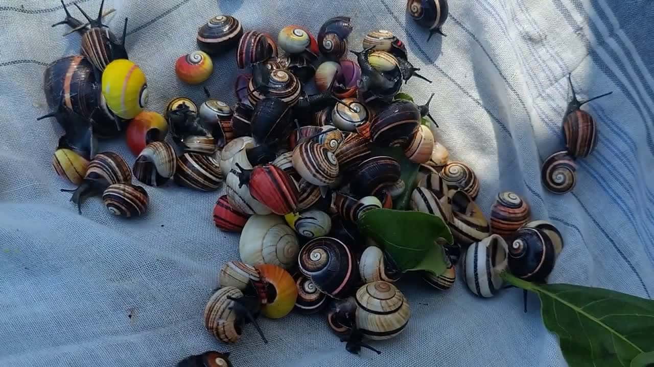 Cover for RAW VIDEO: British scientists join Cuban effort to save 'world's most beautiful snails' 2/2