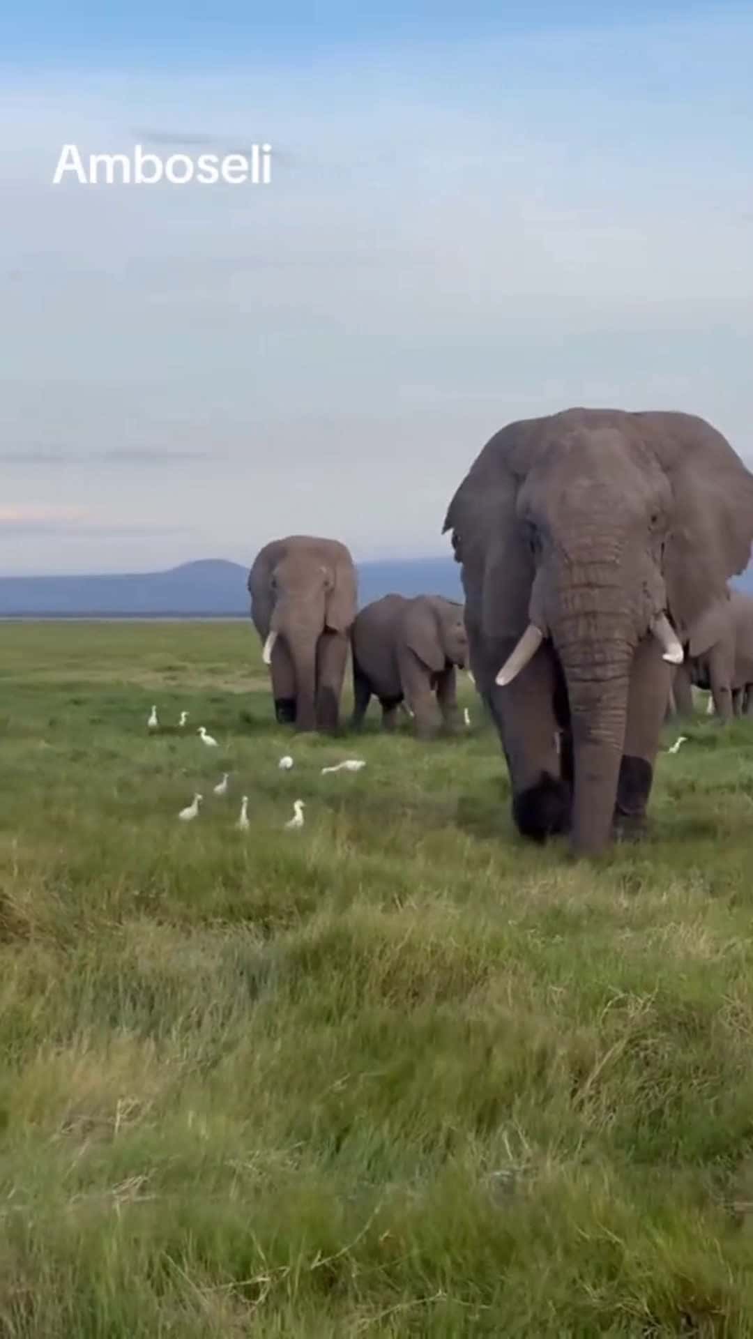 Cover for An unforgettable encounter with Earth's gentle giants. #wildandfree 