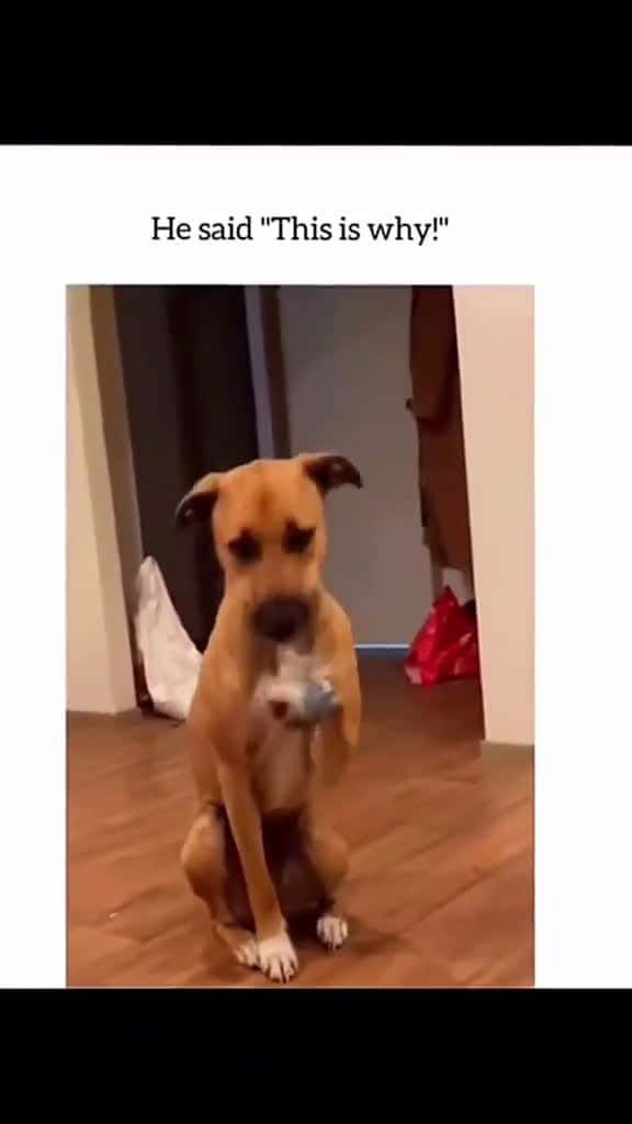 Cover for Funny and cute dogs compilation funnydog funnypet cutedog dogsoftiktok doglover dog 63520 #shortvideosscoopz
