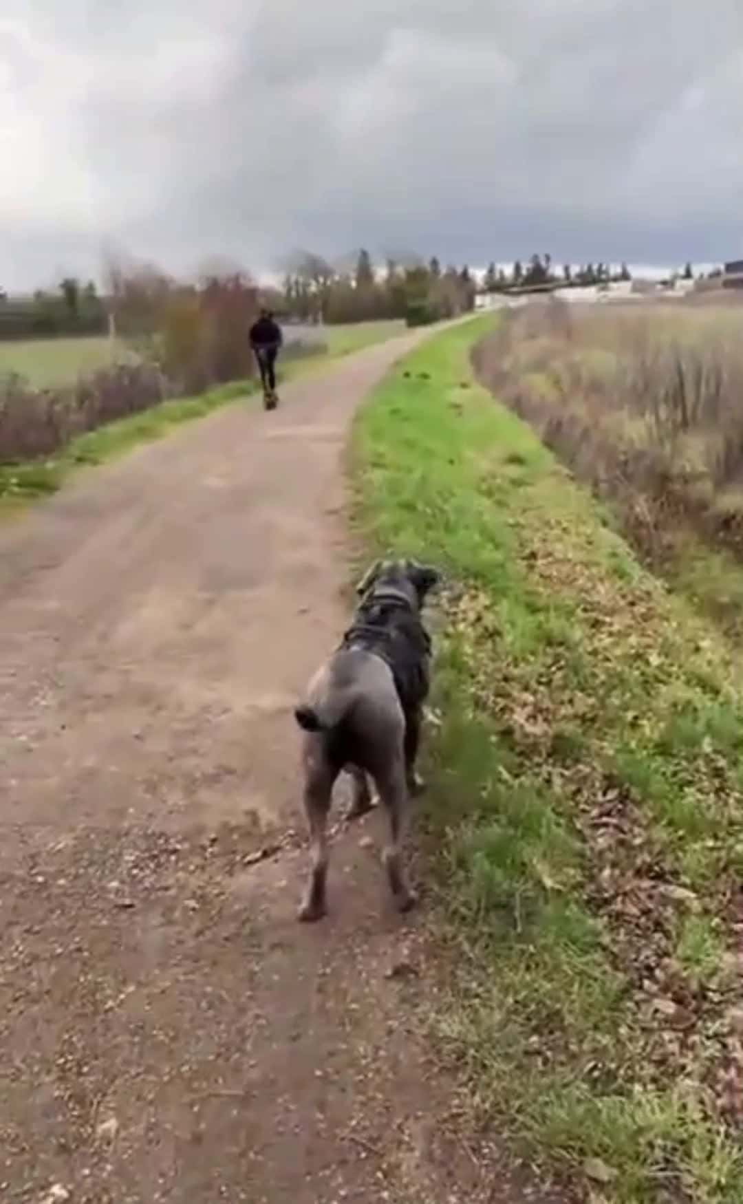 Cover for When Your Dog Knows The Thieve #follow #foryou#scoopz #fyp#caughtoncamera#trending #tiktok#foryoupage #toofunnytoscroll 