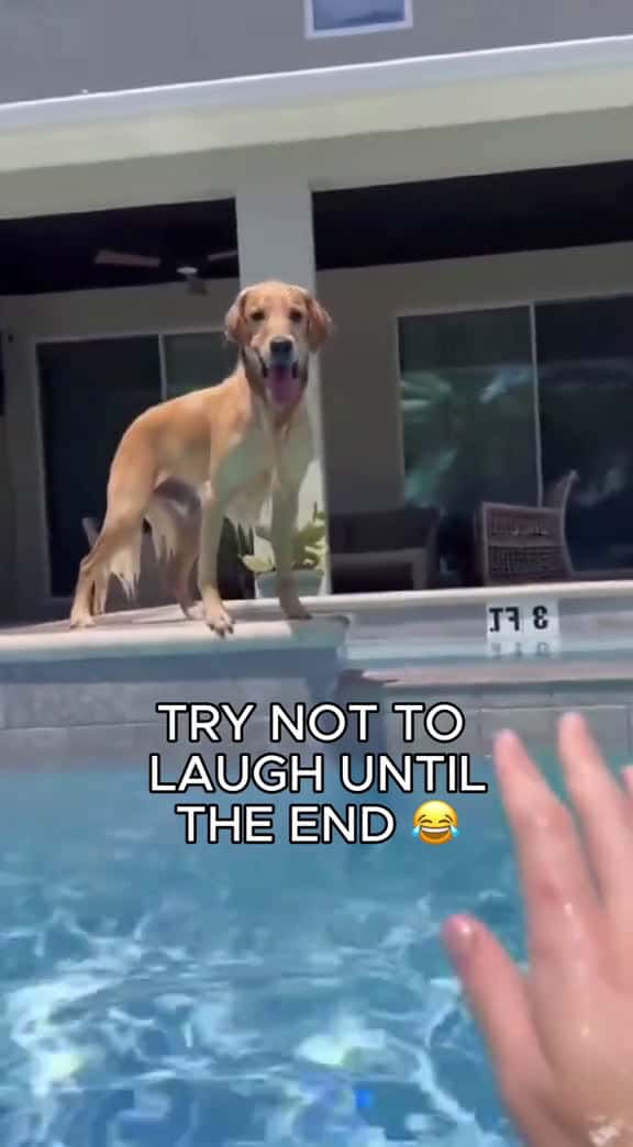 Cover for 🤣🤣🤣🤣try not to laugh